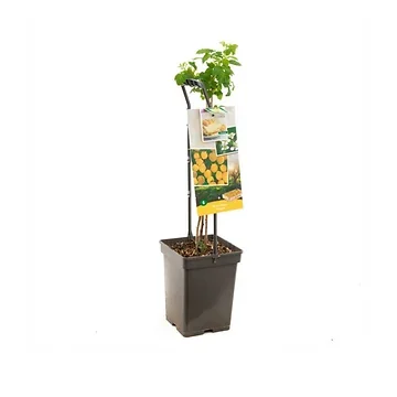 Gele herfstframboos (Rubus id. Fallgold - draagbeugel) H 65 ø 18 cm