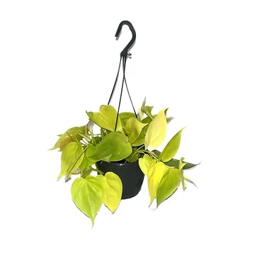 Drakenklimop (Epipremnum Golden Photos) H 40 ø 15 cm