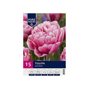 Pure Bulbs Tulipa Aveyron 12 bollen