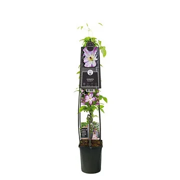 Bosrank (Clematis Pernille PBR) H 120