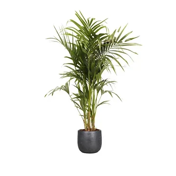 Kentia palm (Howea Forsteriana) H 180 ø 32 cm