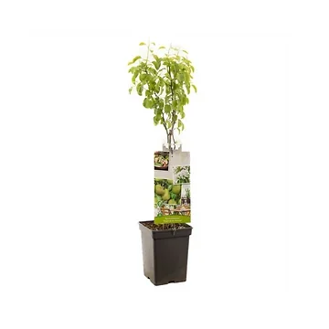 Handpeer (Pyrus comm. Doyenné du Comice Patio) H 90 ø 18 cm