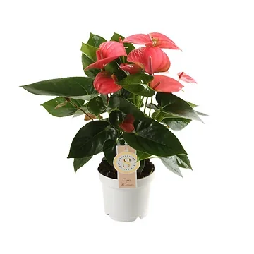 Flamingoplant (Anthurium Pink Champion) H 40 ø 12 cm
