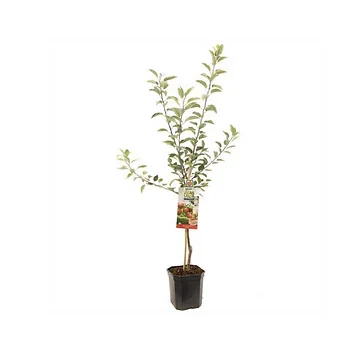 Najaarsappel (Malus dom. Gloster laagstam) H 160 ø 24 cm