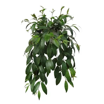 Lipstickplant (Aeschynanthus Marmoratus) H 20 ø 14 cm