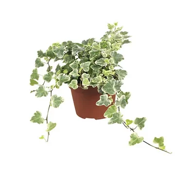 Klimop (Hedera He White Wonder) H 15 ø 9 cm
