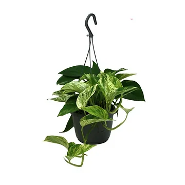 Drakenklimop (Epipremnum Marble Queen) H 40 ø 15 cm