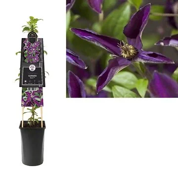 Bosrank (Clematis Noora PBR) H 75