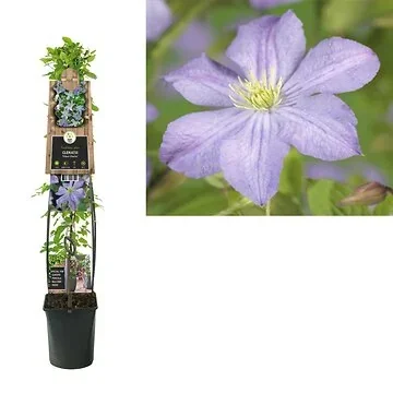 Bosrank (Clematis 'Prince Charles') H 120