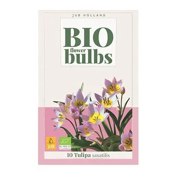 JUB Holland Tulipa Saxatilis 10 bollen