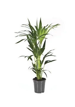 Kentia palm (Howea Forsteriana) 80 x 17 cm
