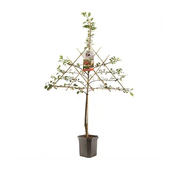 Zure kers (Prunus cerasus Morel leivorm) H 160 ø 24 cm