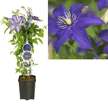 Bosrank (Clematis 'Rhapsody') H 80