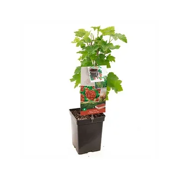 Rode bes (Ribes rubrum Jonkheer van Tets) H 60 ø 18 cm