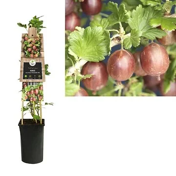 Rode kruisbes (Ribes uva-crispa Hinnonmäki Röd) H 75