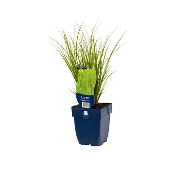 Zegge (Carex 'Phoenix Green') ø 11 cm