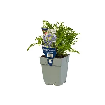 Jacobsladder (Polemonium 'Northern Lights') ø 11 cm