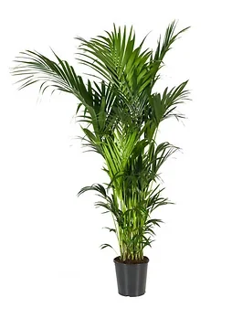 Kentia palm (Howea Forsteriana) 220 x 32 cm