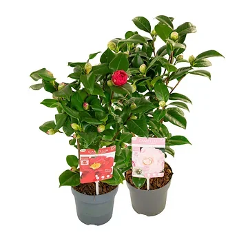 Japanse Roos (Camellia Japonica) 50 x 15 cm