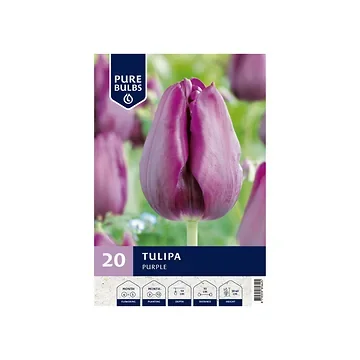 Pure Bulbs Tulipa Purple 15 bollen