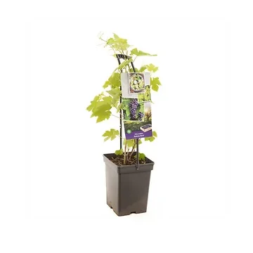Blauwe druif (Vitis vin. Boskoop Glorie - draagbe) H 65 ø 18 cm