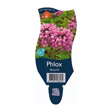 Vlambloem (Phlox (P) 'Butonik') ø 11 cm