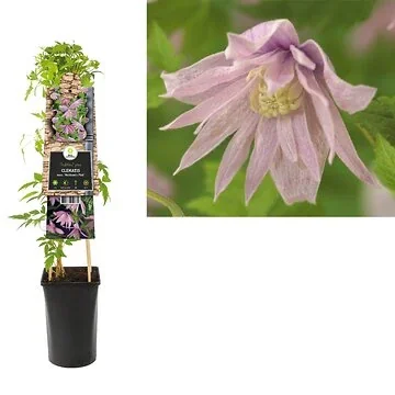 Bosrank (Clematis macr. 'Markham's Pink') H 75