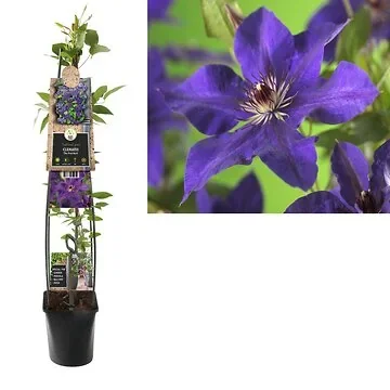 Bosrank (Clematis 'The President') H 120