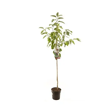 Zoete kers (Prunus avium Lapins halfstam) H 230 ø 27 cm