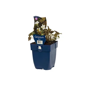 Ooievaarsbek (Geranium 'Sanne') ø 11 cm
