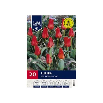 Pure Bulbs Tulipa Red Riding Hood 15 bollen