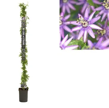 Passiebloem (Passiflora 'Amethyst') H 215