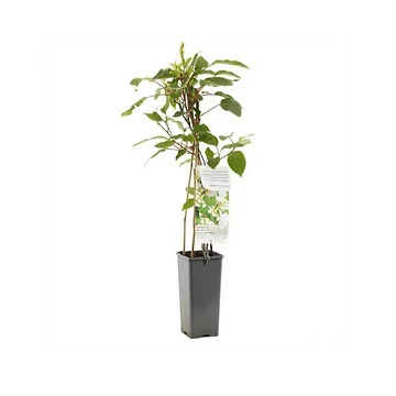 Mannelijke kiwibes (Actinidia arguta Weikii) H 60 ø 11 cm cm