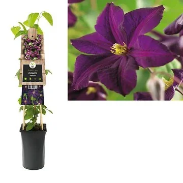 Bosrank (Clematis 'Romantika') H 75