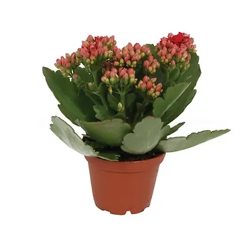 Woestijnroos (Kalanchoe Blossfeldiana) H 12,5 ø 6 cm