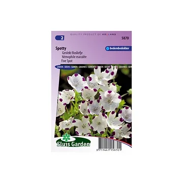 Nemophila maculata