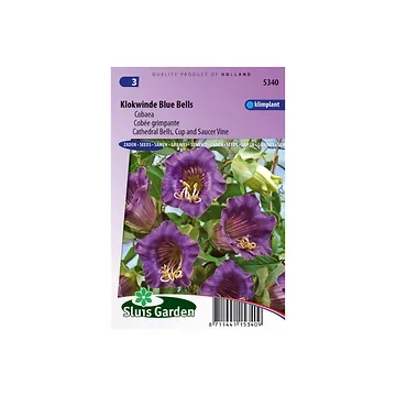 Cobaea scandens Violet Blue Bells