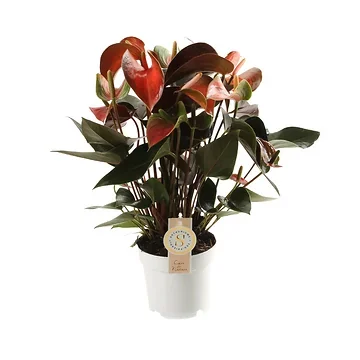 Flamingoplant (Anthurium Rainbow Champion) H 50 ø 14 cm