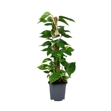 Drakenklimop (Epipremnum Aureum) H 80 ø 19 cm