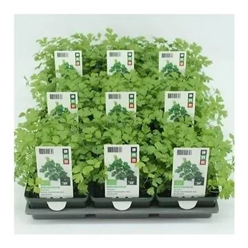 Snijselderij (Apium graveolens var. Secalinum) BIO