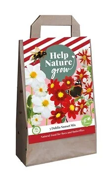 Tas 5 Dahlias Sunset Mix
