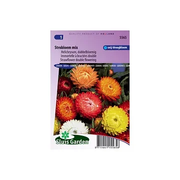 Helichrysum bracteatum Double Mixed