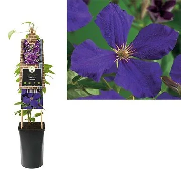 Bosrank (Clematis 'Jackmanii') H 75