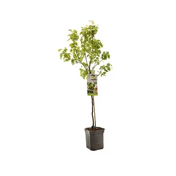 Handpeer (Pyrus comm. Para Dulce laagstam) H 160 ø 24 cm