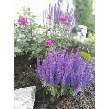 Salie (Salvia nem. 'Sens. Medium Deep Blue') ø 11 cm