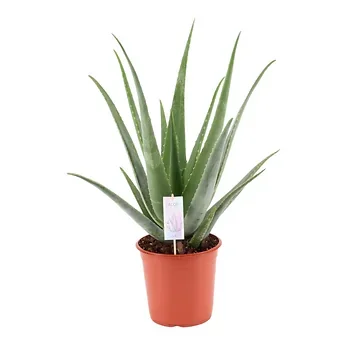 Wonderplant (Aloe Vera Barbadensis) H 80 - 90 ø 24 cm