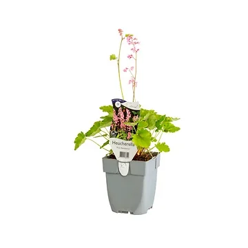 Purperklokje (Heuchera vill. 'Hip Hip Hooray') ø 11 cm