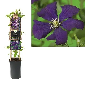 Bosrank (Clematis vit. 'Etoile Violette') H 75