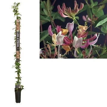 Kamperfoelie (Lonicera per. 'Serotina') H 215