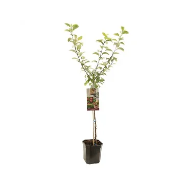 Rode handappel (Malus dom. Sterappel laagstam) H 160 ø 24 cm